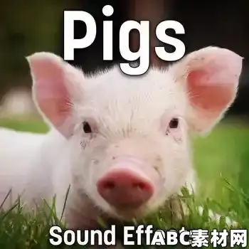 猪叫声视频配音FX音效库Sound Ideas Pigs Sound Effects FLAC|ABC素材资源网